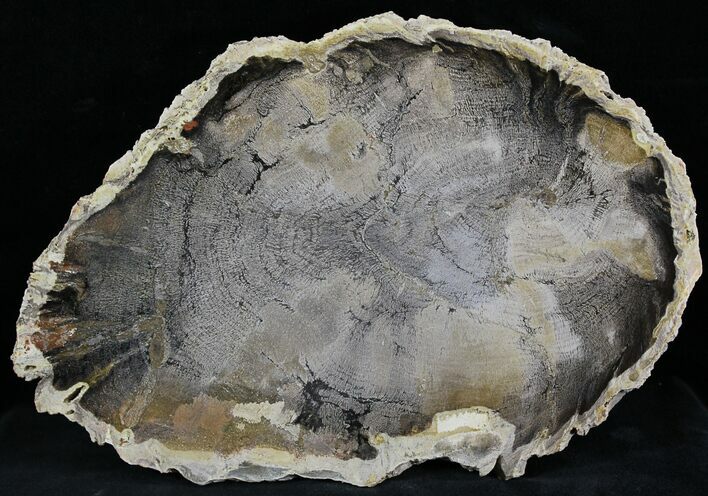 Petrified Wood Slab - Sweethome, Oregon #25849